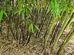 (6) Black Bamboo Rhizomes – Cold-Hardy, Evergreen – Privacy Screen, Fast-Growing