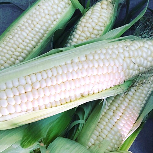 Silver Queen Corn Seeds | 30 – 3,000 Seeds | Non-GMO | Free Shipping | 1111