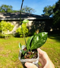 Lot Of 2 Hoya Crassipetiolata Plants
