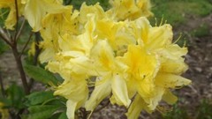 LEMON LIGHTS~Aromi Azalea Rhododendron Hybrid~STARTER Plant~MAY BE DORMANT!