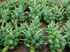 Brussel Sprouts Catskill Seeds 300+ Vegetable NON-GMO HEIRLOOM USA FREE SHIPPING