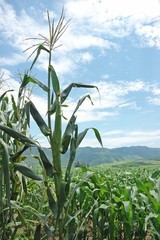 Nayarit Jala Blanco Corn Seeds (30) / MEXICAN HEIRLOOM / Massive / RARE