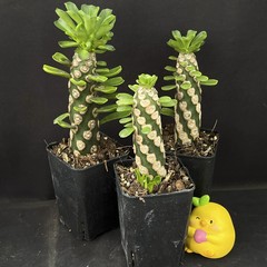 8CM Succulent Cactus Plant Euphorbia Royleana Spineless Euphorbiaceae Beautiful