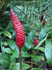 10 Shampoo Ginger Rhizomes, Zingiber Zerumbet, Awapuhi Plant, Free shipping!