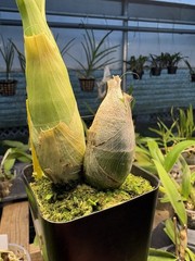 Monnierara Millennium Magic ‘Witchcraft’ FCC/AOS – Near True Black Flower