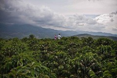 GUATEMALAN ANTIGUA COFFEE BEANS MEDIUM ROASTED 2 POUNDS