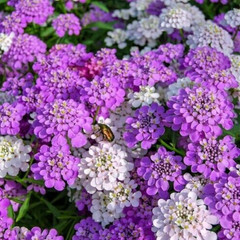 CANDYTUFT SEEDS 500+ ANNUAL GLOBE flower MIXED colors PINK white FREE SHIPPING