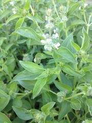 Lemon Basil Seeds, Lao Basil, Manglak, NON-GMO, Variety Sizes, FREE SHIPPING