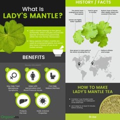 Organic LADY’S MANTLE Herb Tea Dried Alchemilla Vulgaris Wild Harvest 25 – 200g