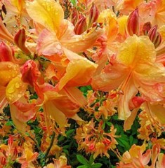 KLONDYKE~~Azalea Rhododendron~Well Rooted Starter Plant~MAY BE DORMANT!