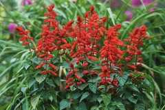 400 SCARLET SAGE SEEDS (Salvia coccinea)- medicinal culinary, hummingbirds love