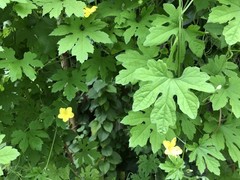 One Green Bitter Melon 10-14 days old Live Plant Edible Vegetable Vine