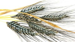 200+ Einkorn Wheat Seeds – Heirloom – Organic – Non Gmo —– THE NEW OLD WHEAT