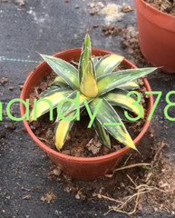 Agave victoriae-reginae var Golden color beautiful succulent 6-8cm
