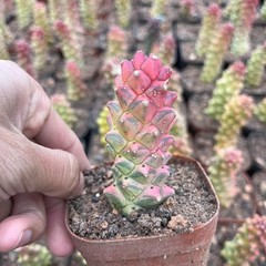 8CM Succulent Cactus Plant Monadenium Ritchiei Nyambense Variegated Cactaceae