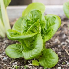 Little Gem Butterhead Lettuce Seeds, Tortoise Food, Cultivar, NON-GMO, FREE SHIP