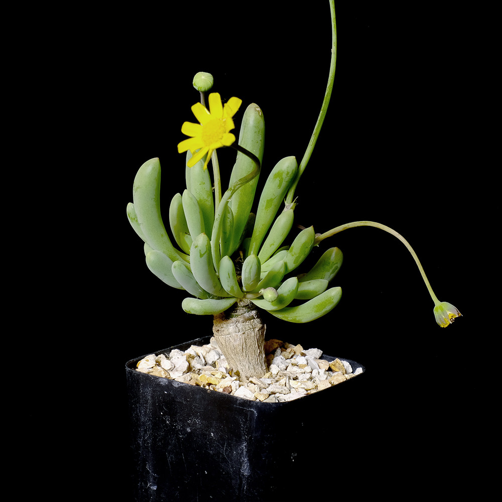 Othonna clavifolia – 3.25″ pot – Caudiciform