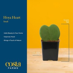 Easy-Care Hoya Heart Houseplant, Perfect Gift Idea*`/-$