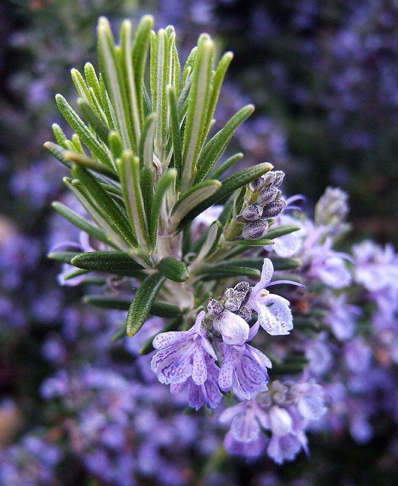 Rosemary Live Plant Arp – 4″ Size Pot