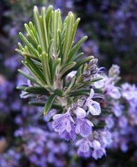 Rosemary Live Plant Arp – 4″ Size Pot