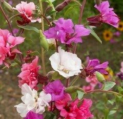 CLARKIA FLOWER SEEDS 1000+ annual FLOWER garden BRIGHT colors 24″ FREE SHIPPING