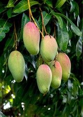 10 BIG Fresh South Florida Mangos VALENCIA PRIDE FRESH ORGANIC FRUIT