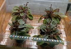 African Violet ~ Vallarta Campanas Moradas (Micro) ~ Live Plant