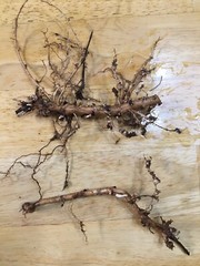 Start Next Year’s Crop Today. 3 Organic Cascade Hop Rhizomes, $22.00