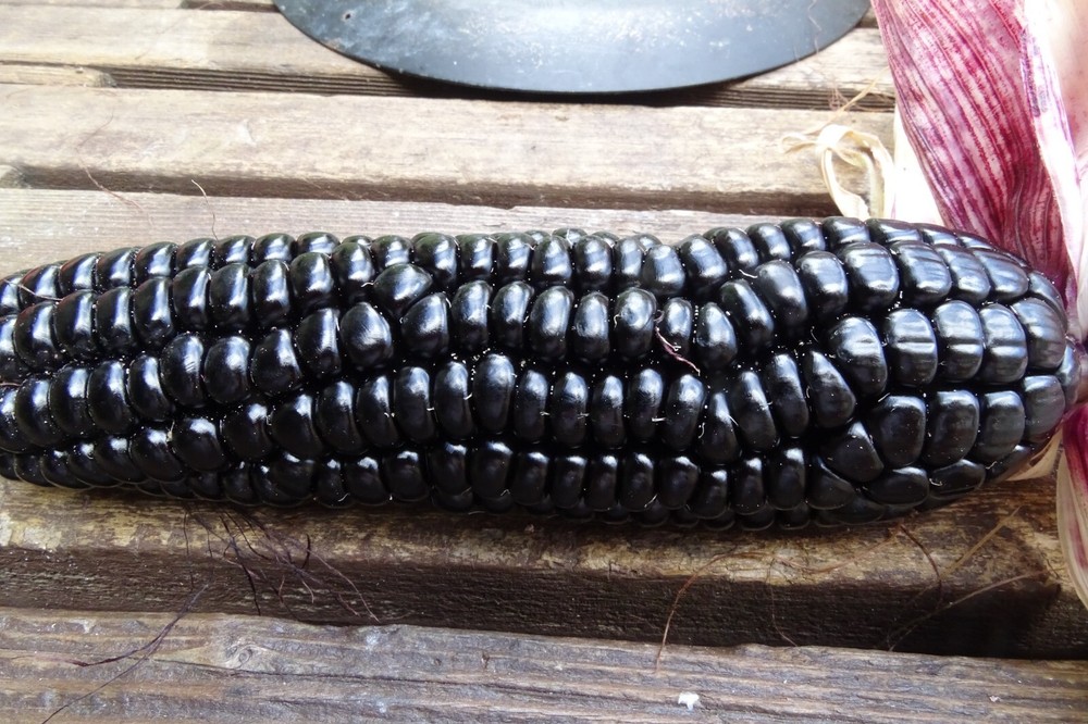 Maize Morado – Black Corn from Peru