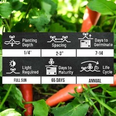Red Fruit Carrot Seeds – 1000 Seeds – Non-GMO Heirloom Root Vegetable