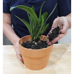 Horticultural Charcoal Plant Hardwood Soil Amendment Orchid Terrarium & Garden