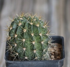 Echinopsis hybrid ‘Yes’