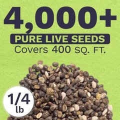 Bulk Lupine Mix Wildflower Seeds 1/4 Pound Bag – Over 4500 Untreated Annual a…
