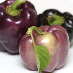 25 Premium Sweet Purple Beauty | NON-GMO | Pepper Seeds-B 10