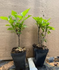 Congo Lilac~Syringa Vulgaris~Small Well Rooted STARTER Plant~4-8” Tall