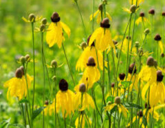 Wildflower Mix DRY AREA MIX w/Perennials Full Sun Pollinators Non-GMO 1000 Seeds