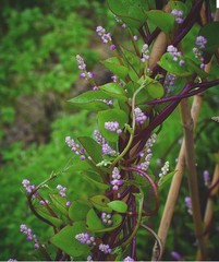 30 Red Malabar Spinach Seeds-NON GMO-Open Pollinated-Organic.