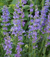 Wildflower Mix DRY AREA MIX w/Perennials Full Sun Pollinators Non-GMO 1000 Seeds