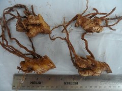 4 Shampoo Ginger Rhizomes, Zingiber Zerumbet, Pine Cone, Free Ship w/ Free Offer