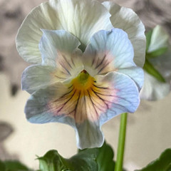 150+ Pansy Seeds (Viola) – Fragrant, Flower Seeds, Annual Seeds, Garden Seeds