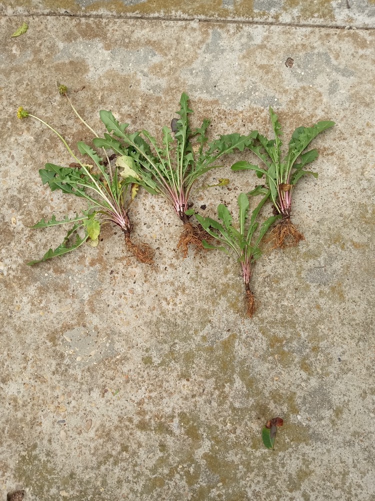 25 Fresh Wild Dandelion (Taraxacum officinale) Plant Tubers