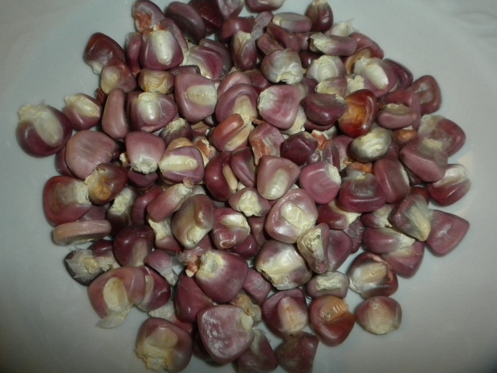 50 “Maize Rojo” Red dent Corn seeds Mexican heirloom non-GMO maiz Zea mays