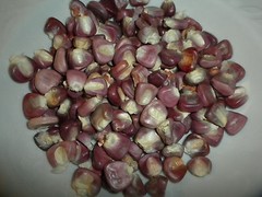 50 “Maize Rojo” Red dent Corn seeds Mexican heirloom non-GMO maiz Zea mays