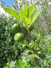 10 desert king fig cuttings. hardy, large fruit