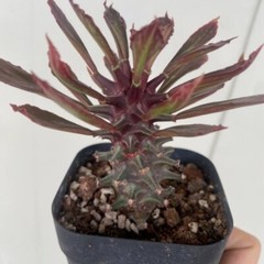8CM Succulent Cactus Plant Euphorbia Guentheri Euphorbiaceae Home Garden Plant