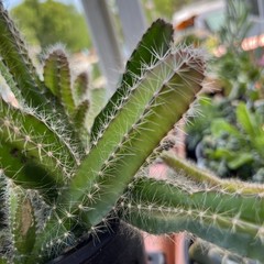 Dog tail cactus rooted Easy care . Soft thorns . Bare root plants from 3-7 ins