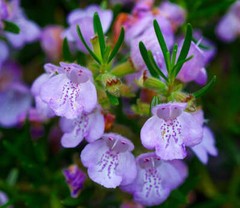 Rosemary Live Plant Arp – 4″ Size Pot
