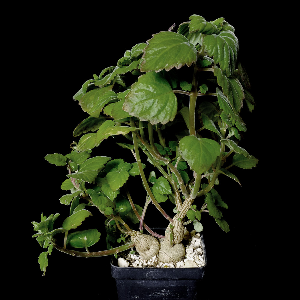 Plectranthus ernstii – 3.25″ pot – Caudiciform
