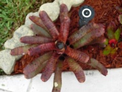Neoregelia TUNISIA Bromeliad one tropical plant