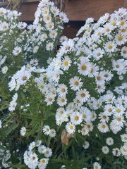 5 Bare Root Fall Aster Perennial White/ Yellow Freshly Dug For Immediately Plant